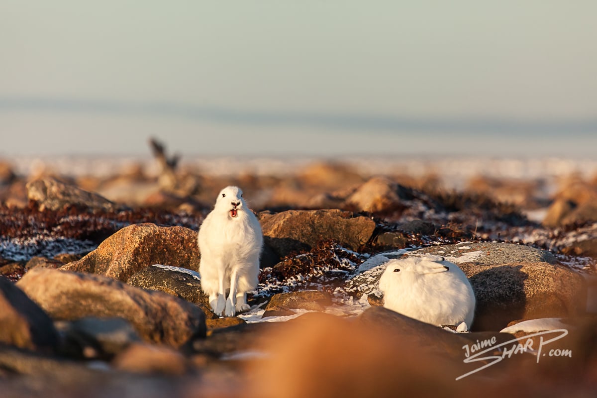 Photo By Jaime Sharp-Screech